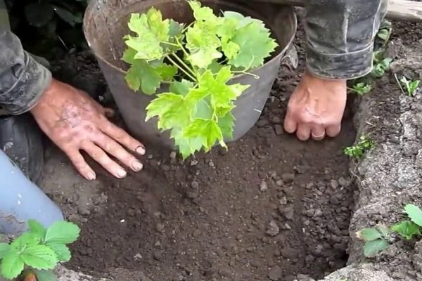 Paglalarawan ng amur grapes ng tamang pagpaparami, mga tampok sa pagtatanim