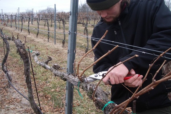 Cépage de l'Amour : comment prendre soin de la vigne