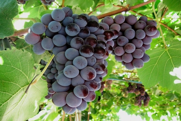 Cardinal grapes: general characteristics