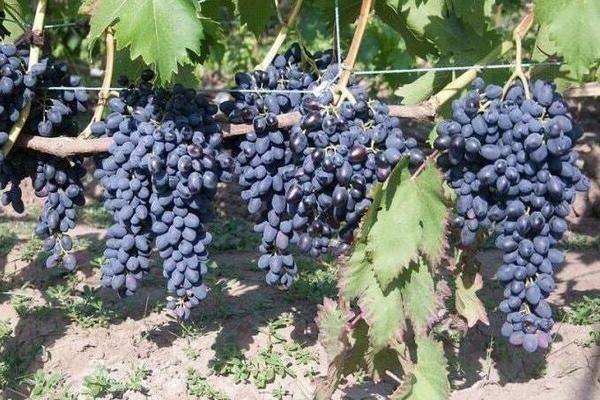 Nadezhda Azos grapes: description of bunches and fruits