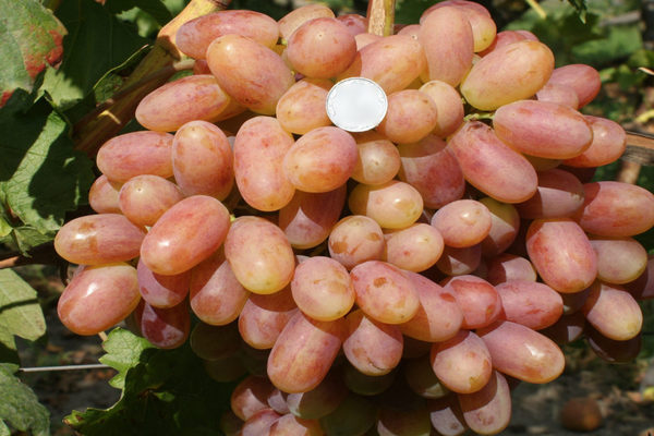 Transfiguration du raisin : caractérisation complète