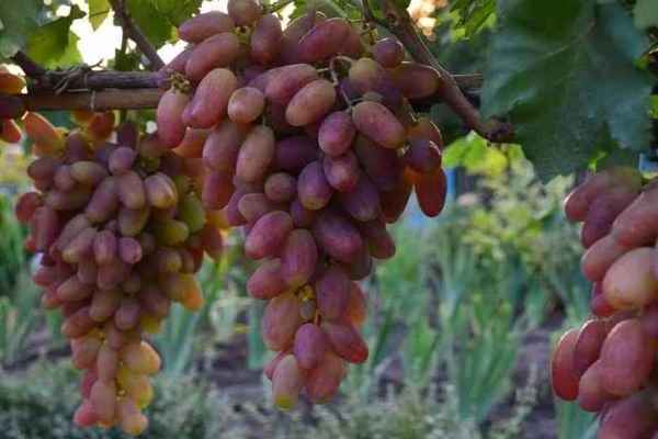 Transformation du raisin : description du cépage, règles de culture