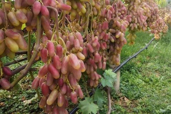 Transformation des cépages : préparation à la plantation