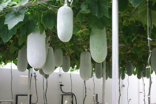 Wax gourd: general characteristics