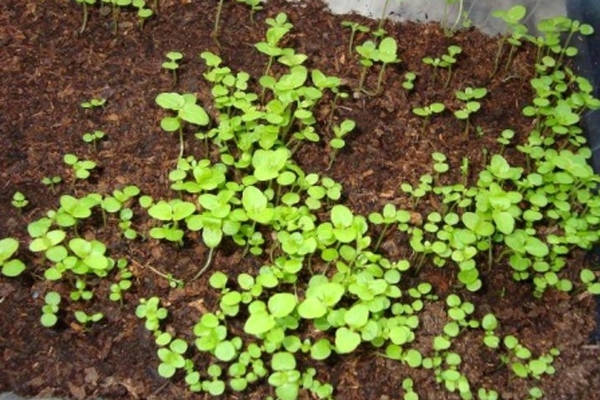 ageratum landing