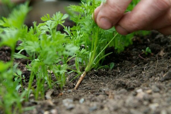 Carrot germination