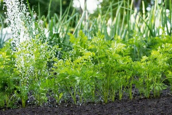 germination of carrot seeds