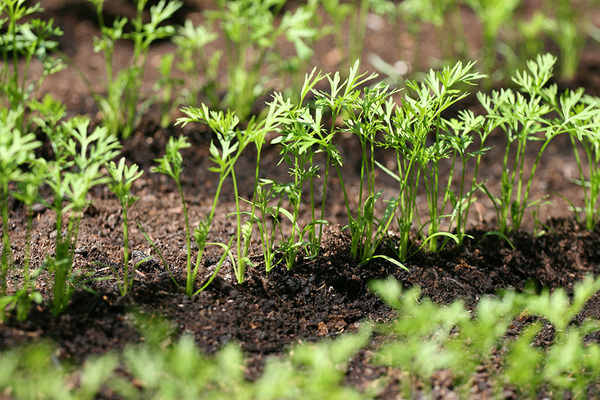 how to accelerate the germination of carrots