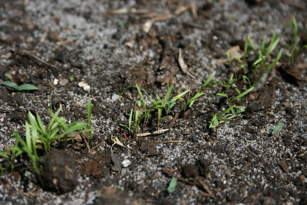 how to soak carrot seeds for fast germination