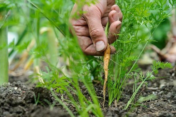 germination of carrots