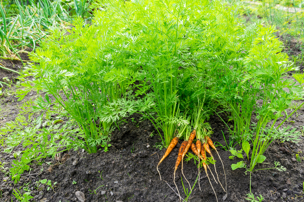 germination of carrot seeds