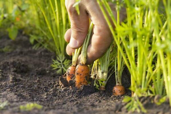 Growing carrots