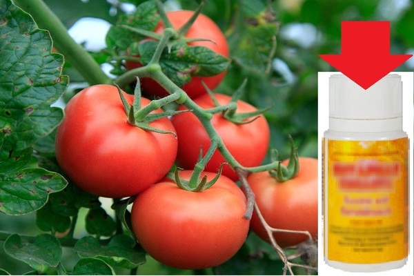 Was ist sinnvoll, um Tomaten mit Bernsteinsäure zu füttern?