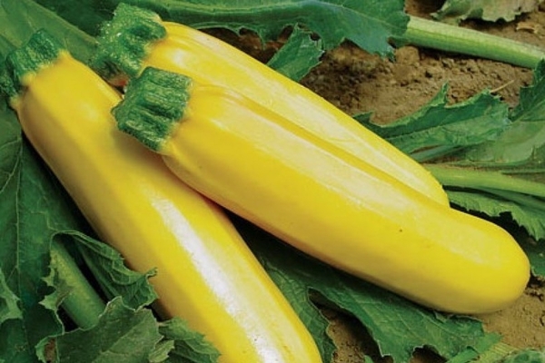 variété de courgettes