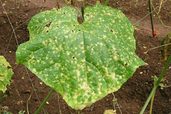 Yellow pumpkin leaves