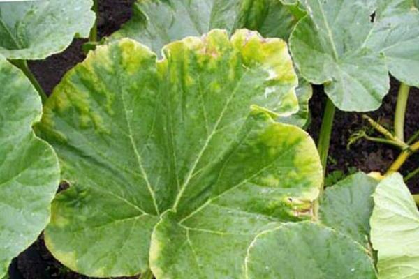 yellow pumpkin leaves what to do