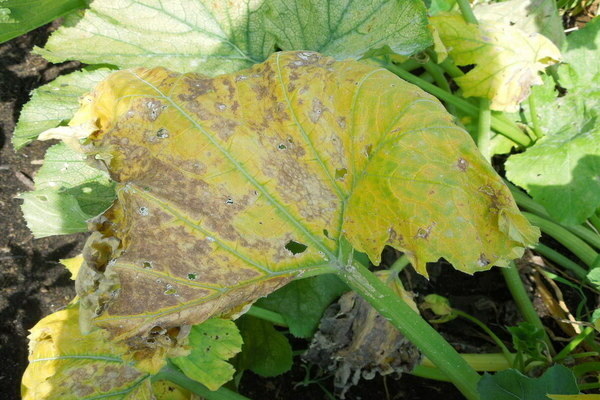 why does pumpkin have yellow leaves