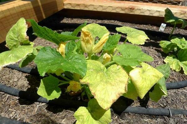 yellow pumpkin leaves what to do