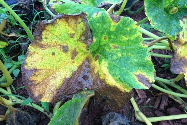 why does pumpkin have yellow leaves