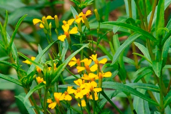 tarragon at home