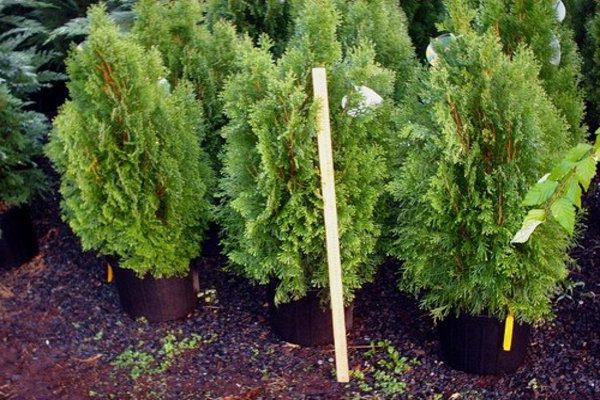 thuja presavijeni goldie