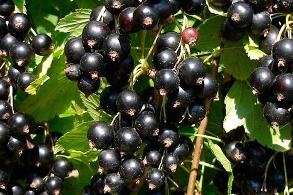 black currant