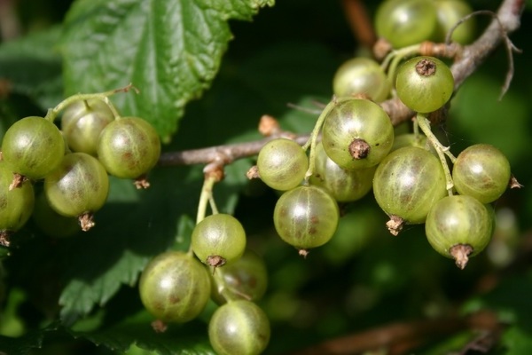 Green currant: mga pagkakaiba-iba