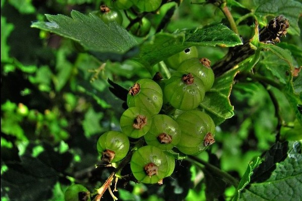 Green currants: useful properties