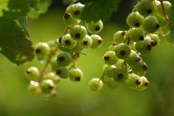 Green currant: paglalarawan ng pagkakaiba-iba, pagkakaiba mula sa iba pang mga species