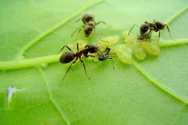 aphids at ants sa mga currant