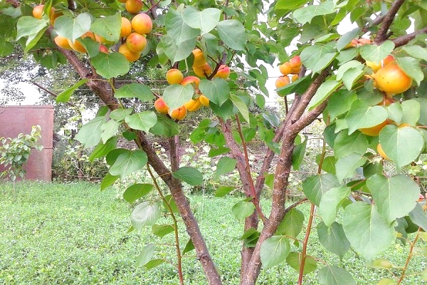 Apricot New Jersey