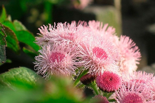 ageratum