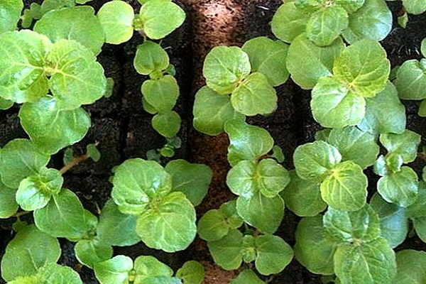 plantation et entretien d'ageratum