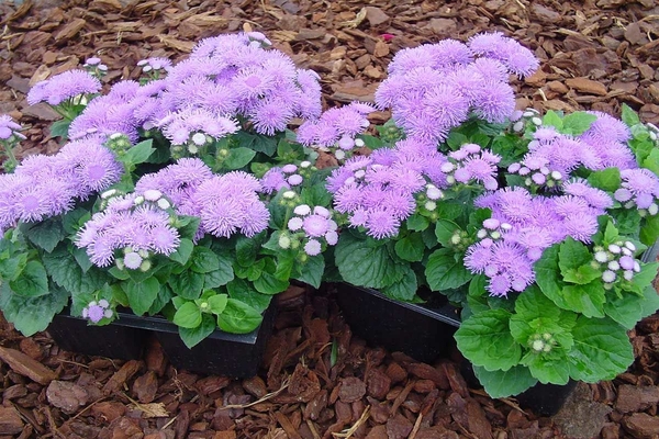 ageratum