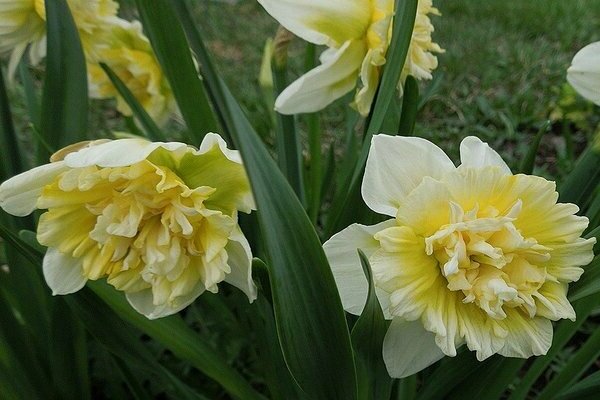 Varietats de narcisos