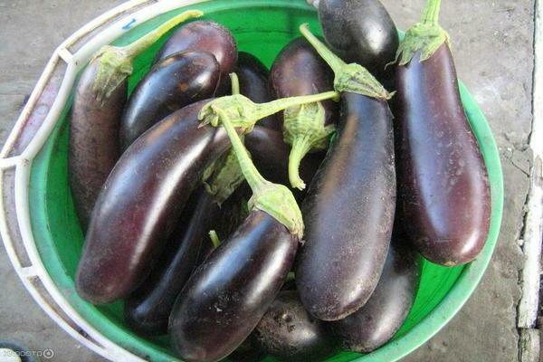 eggplant varieties