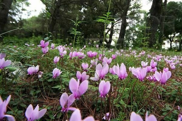 alpine violet