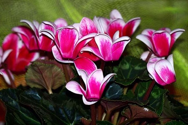 Persian cyclamen