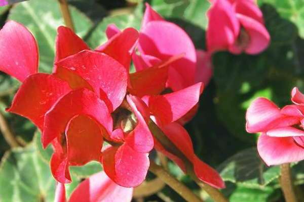 European cyclamen