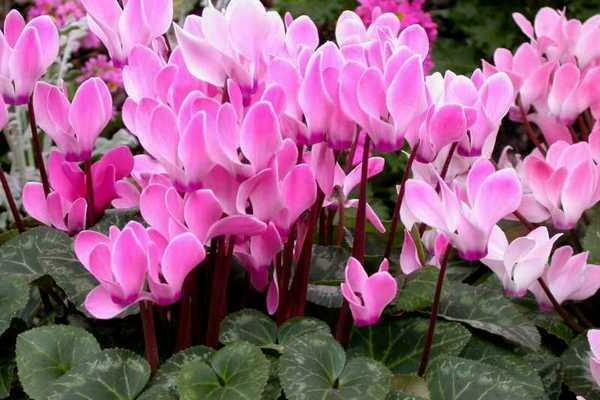 Cyclamen intarium