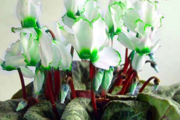 Lebanese Cyclamen