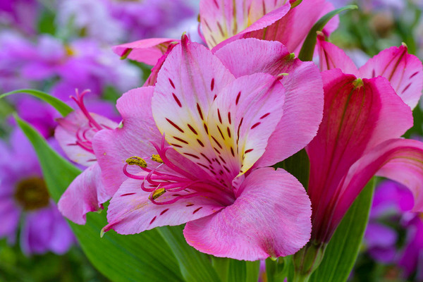 Peruvian lily