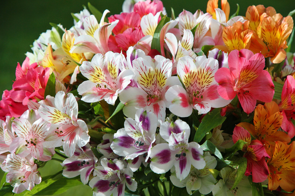 Peruvian lily