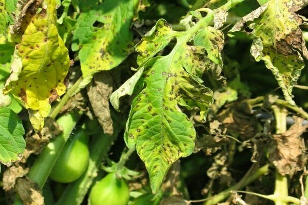 Alternariose von Tomaten