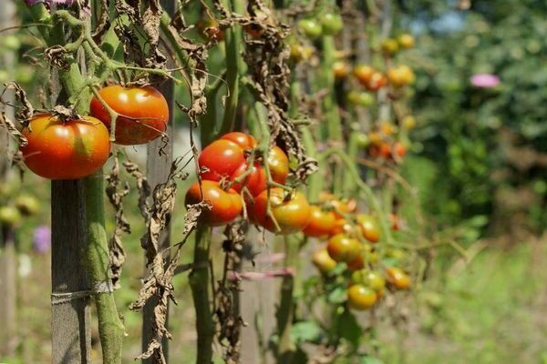 Alternariose von Tomaten