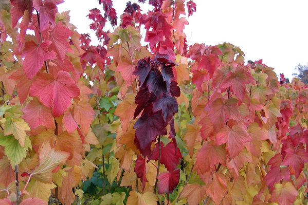 american currant photos