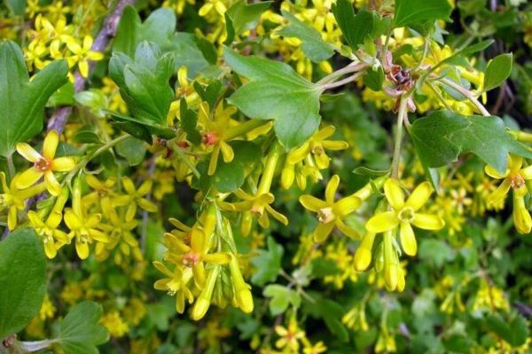 american currant photos