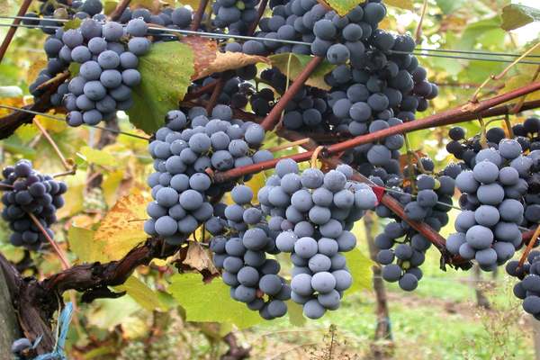 American grape varieties