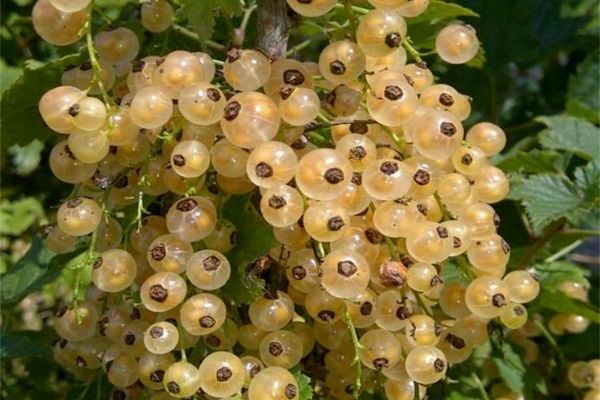 varieties of white currant