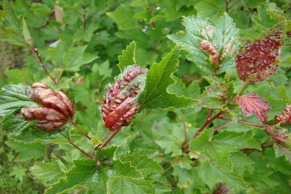 Anthracnose Johannisbeere Behandlung